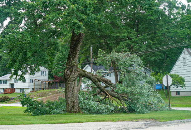 Best Tree Clearing Services  in Madelia, MN